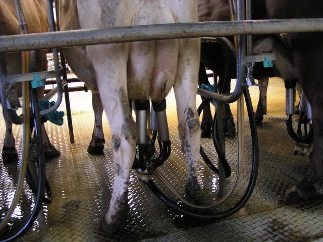 Milking