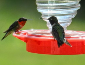 Hummingbird (Chuparosa) Oil Recipe