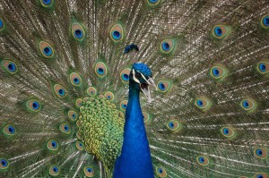 Peacock