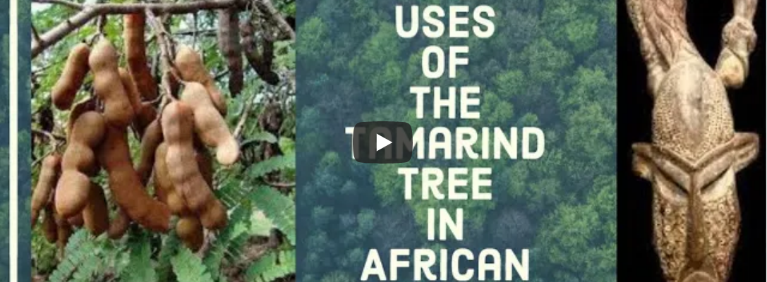 The Use of The Tamarind Tree in African Spirituality.