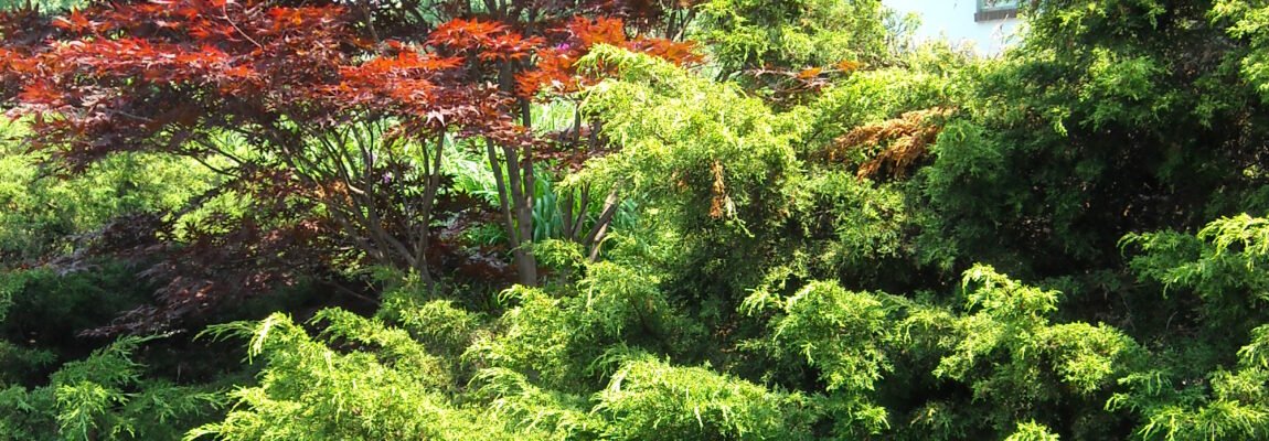 How to Create a Sacred Grove at home.Part 2 of How to grow a Sacred Tree.